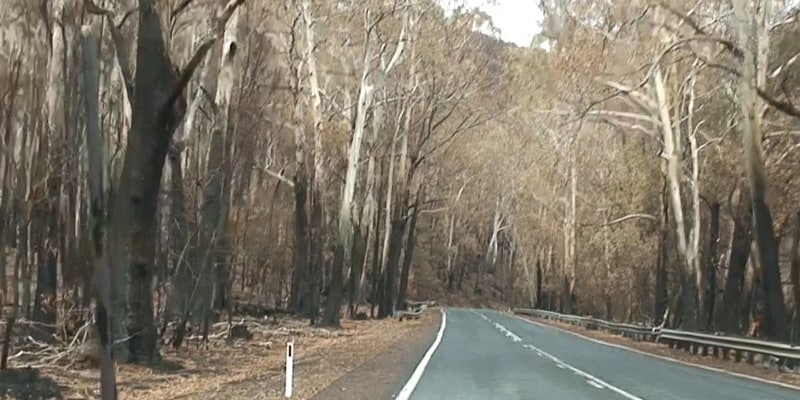 Road In The Forest — Bushfire Services In Newcastle, NSW