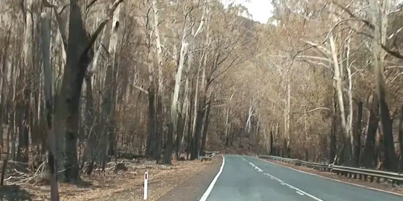 Road In The Forest — Bushfire Services In Newcastle, NSW