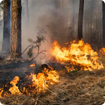 Forest Restoration — Bushfire Services In Harbour, NSW