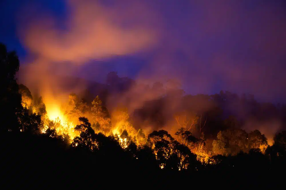 Forest Burning Caused By Bushfire