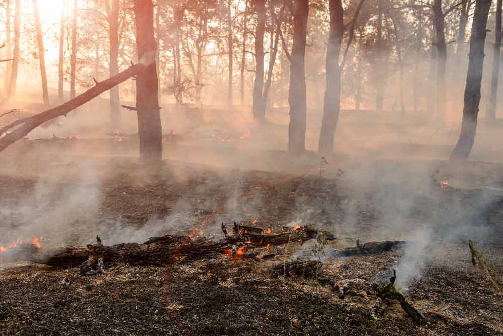 Burned Trees After Bushfire — Bushfire Services In Newcastle, NSW