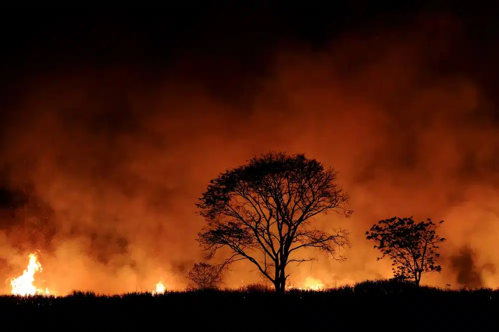 Forest Burning Caused By Bushfire