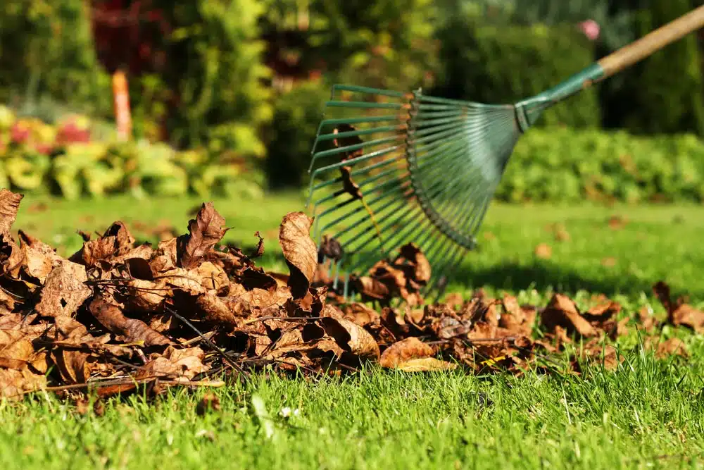 Clearing Lawn With Dry Leaves