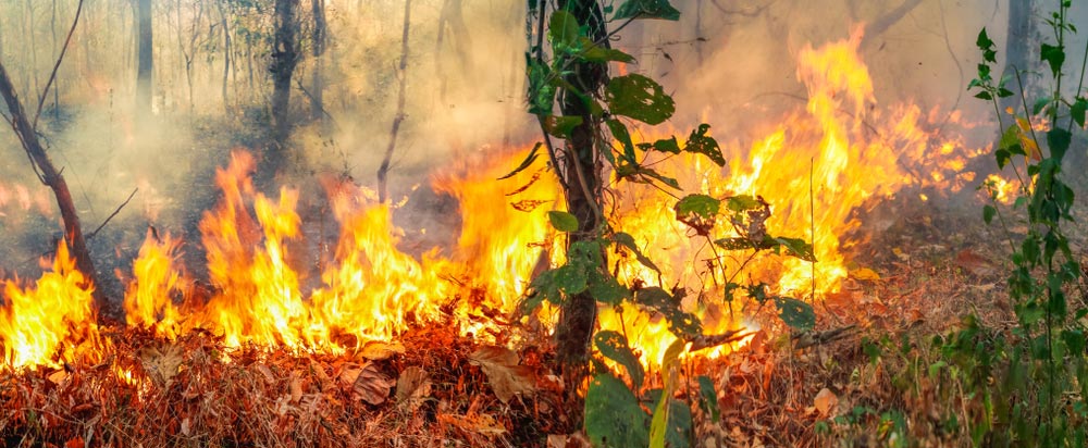 Bushfire During The Day