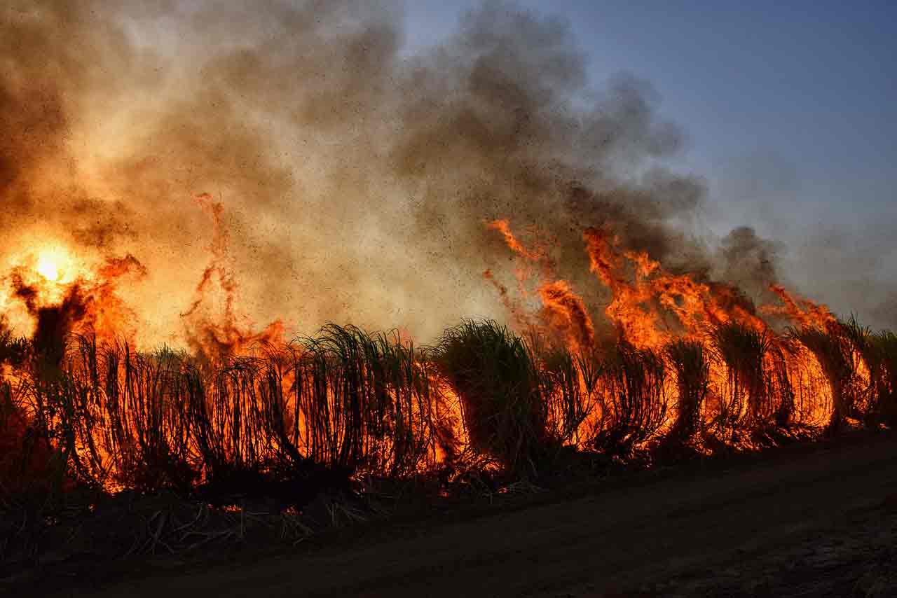 Close Up Image Of Bushfire In The Morning — Bushfire Services In Newcastle, NSW