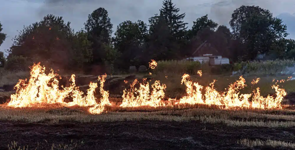 Burning Field With Dry Grass