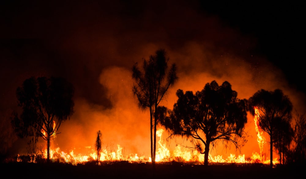 Bushfire In New South Wales