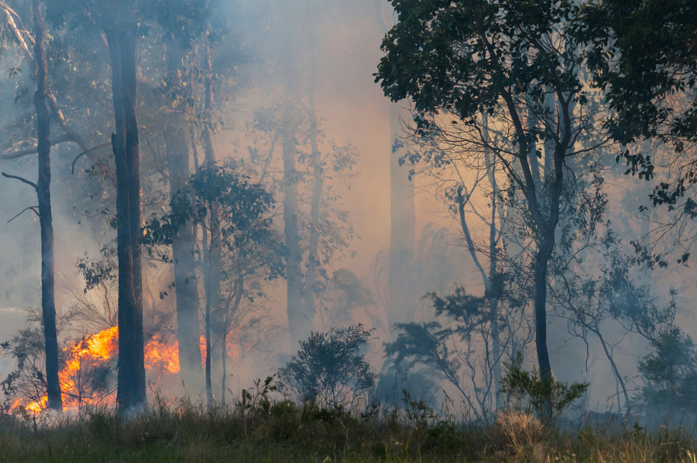An Active Bushfire In Newcastle