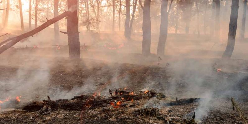 Burned Trees After Bushfire — Bushfire Services In Newcastle, NSW