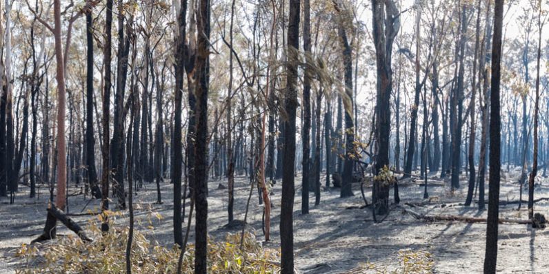Forest After Fire — Bushfire Services In Newcastle, NSW