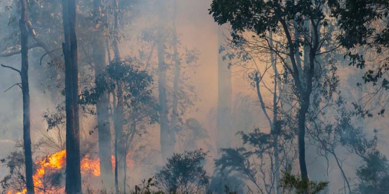 Burning Forest Caused By Bushfire