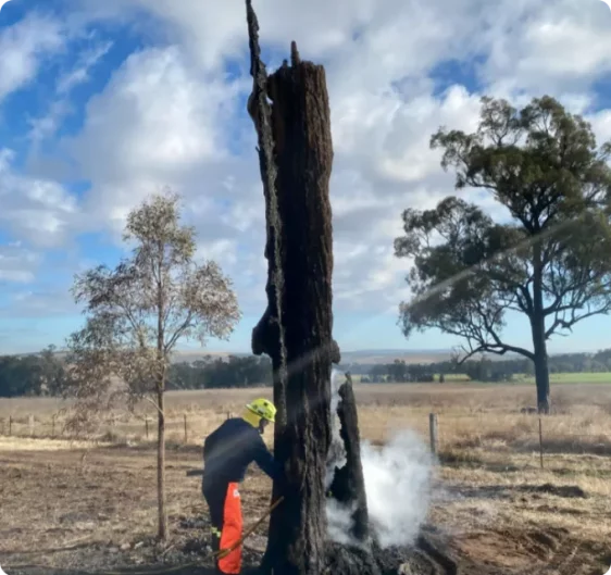 Tree Burning — Bushfire Services In Harbour, NSW