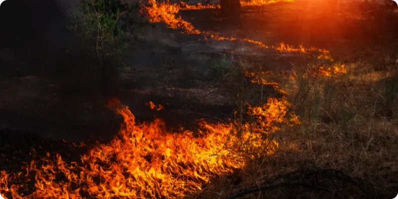Bushfire prevention — Bushfire Services In Newcastle, NSW