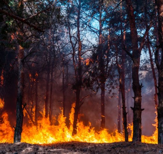 Wildfire — Bushfire Services In Central Coast, NSW