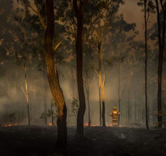 Forest After Fire — Bushfire Services In Newcastle, NSW