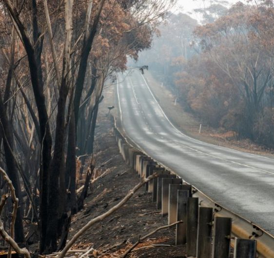 Road Through Burnt Area — Bushfire Services In Port Stephens, NSW
